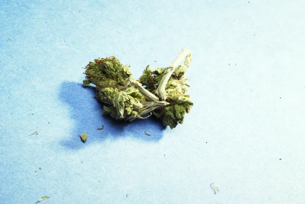 Marihuana Pot plevel — Stock fotografie