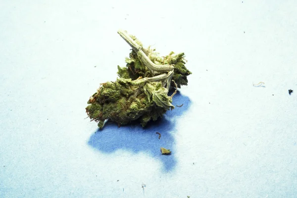 Marihuana Pot plevel — Stock fotografie