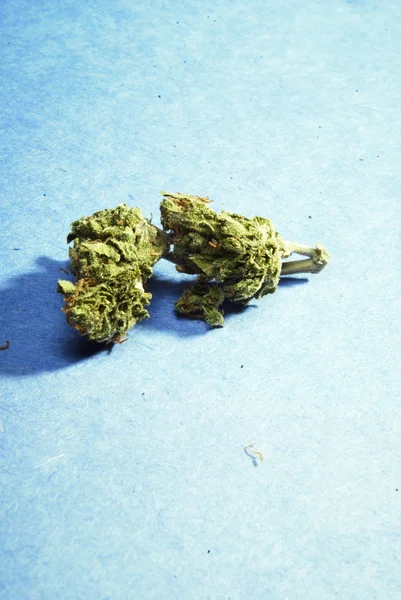 Marijuana Pot ogräs — Stockfoto