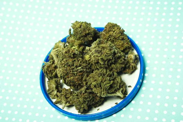 Marijuana Pot Weed — Stock Photo, Image