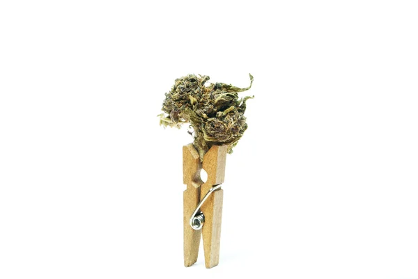 Marijuana och Cannabis knoppar, juridiska potten och ogräs — Stockfoto