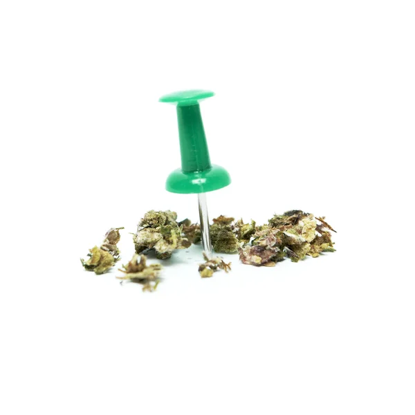 Marijuana and cannabis bud and thumbtack — Stock Photo, Image