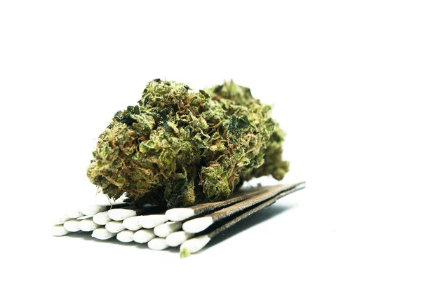 Marihuana-Cannabis of onkruid toppen van de potplant — Stockfoto