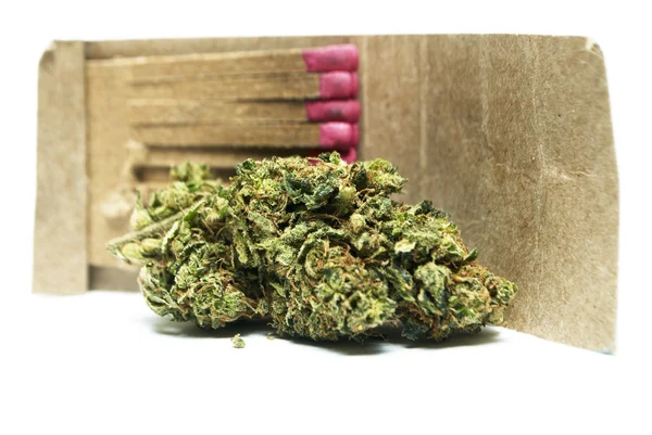 マリファナ大麻または鍋植物から雑草の芽 — ストック写真