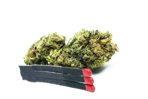 Marihuana, konopí nebo plevel pupeny z Hrnková rostlina — Stock fotografie