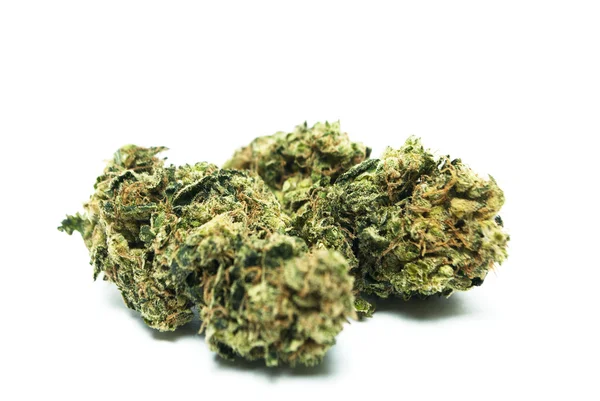 Marihuana konopie indyjskie lub pąków chwastów z roślin garnek — Zdjęcie stockowe