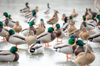 Buzlu Kış Göletinde Ördekler ve Ördekler 
