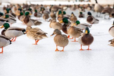 Buzlu Kış Göletinde Ördekler ve Ördekler 