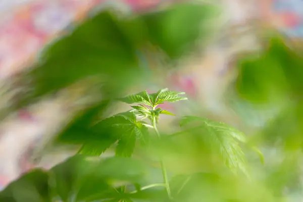 Foco Seletivo Planta Cannabis Verde — Fotografia de Stock