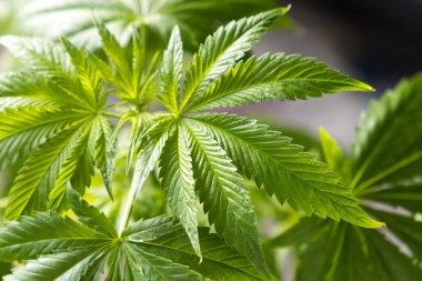 Yeşil yapraklı marihuana bitkisinin yakın çekimi.