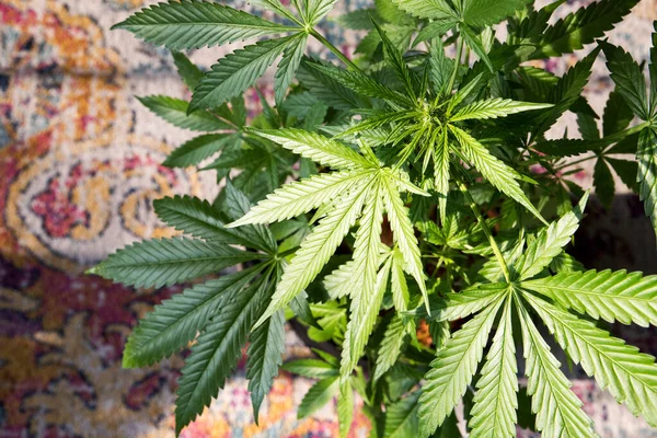 室内种植的大麻植物 — 图库照片