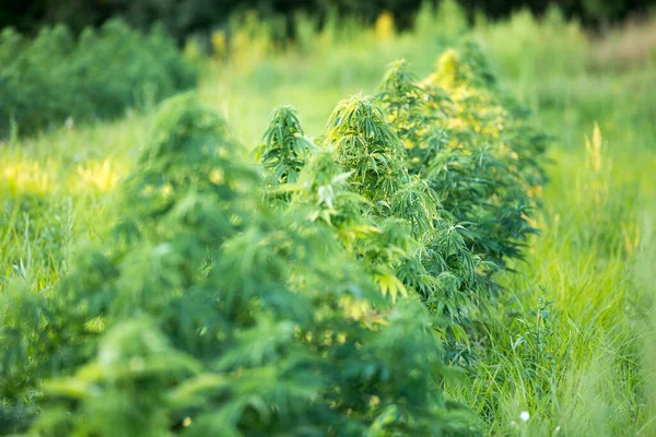 Plantas Cannabis Cultivadas Campo — Foto de Stock
