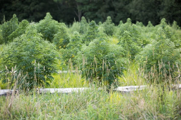 Les Plants Cannabis Cultivés Champ — Photo