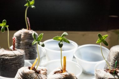 Koyu arkaplanda yeşil bitki