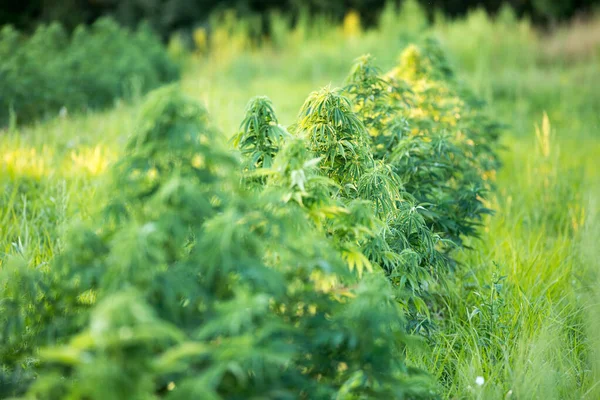Planta Cannabis Cultivada Campo — Foto de Stock