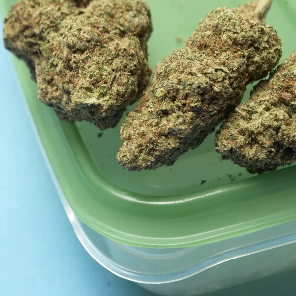 Medicinsk marijuana och cannabis — Stockfoto