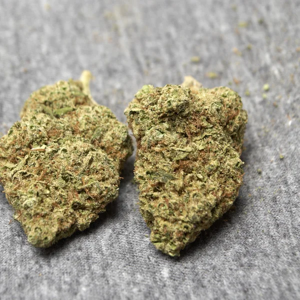 Medicinsk marijuana — Stockfoto