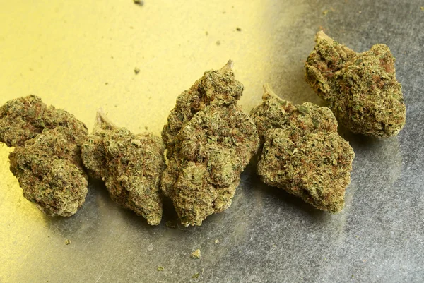 Lékařské marihuany, konopí pupeny — Stock fotografie