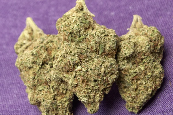 Medicinsk Marijuana, Cannabis knoppar — Stockfoto