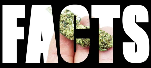 Marijuana fatti — Foto Stock