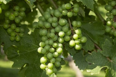 üzüm, üzüm bağı