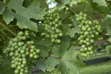 üzüm, üzüm bağı