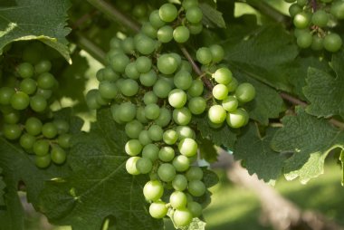 üzüm, üzüm bağı