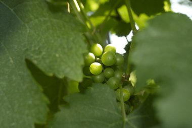 üzüm, üzüm bağı