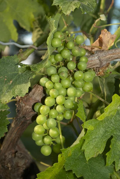 Uvas, Viñedo —  Fotos de Stock