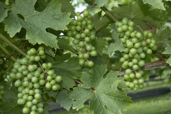 Grapes, Vineyard