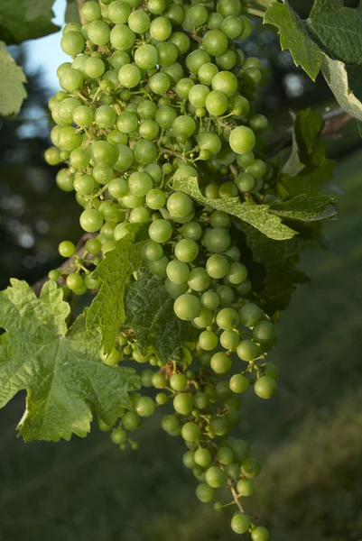Виноград, Виноградник — стоковое фото