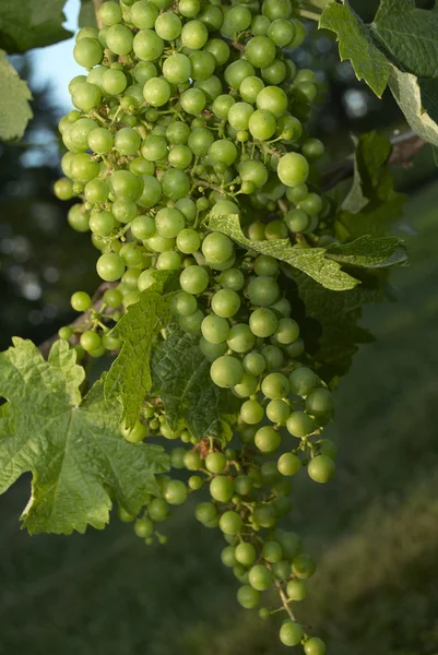 Uvas, Viñedo — Foto de Stock