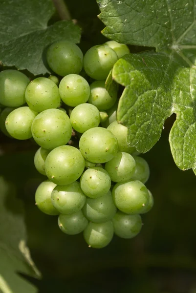 Grapes, Vineyard — Stock Photo, Image