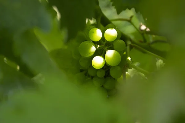 Виноград, виноградник — стокове фото
