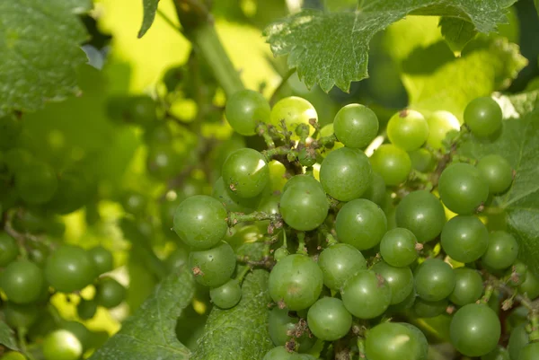 Uvas, Viñedo — Foto de Stock