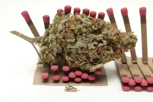 Marihuana — Stockfoto