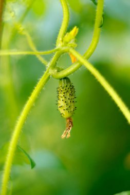 Caterpillar hanging from green vine