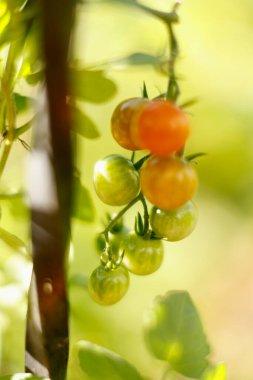 Growing ripe cherry tomatoes on vine