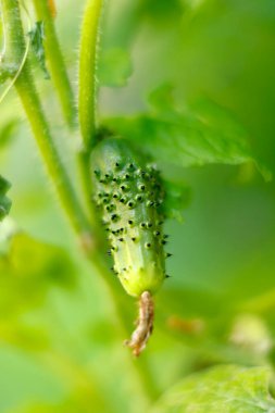 Growing cucumber on green vine
