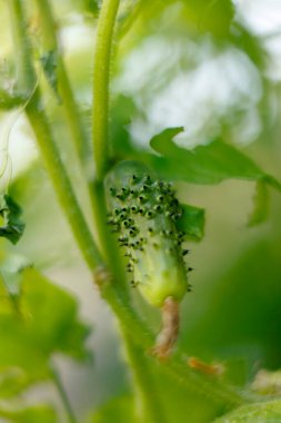 Close-up showing green cucumber plant