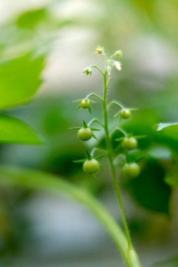 Growing green plant with small berries