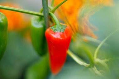 Yeşiller arasında kırmızı biber yetişiyor