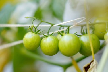 Growing green tomatoes on vine