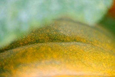 Close-up showing textured pumpkin surface
