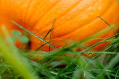 Turuncu balkabağının dinlenme görüntüsü