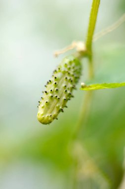 Growing cucumber on green vine