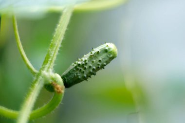 Growing cucumber on green vine