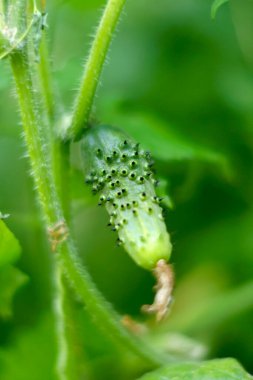 Dikenli yüzeyi olan salatalık yetiştiriyor.