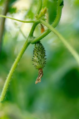 Growing cucumber on green vine