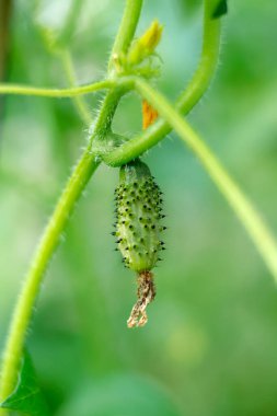 Growing cucumber on green vine